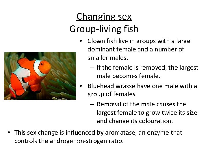 Changing sex Group-living fish • Clown fish live in groups with a large dominant