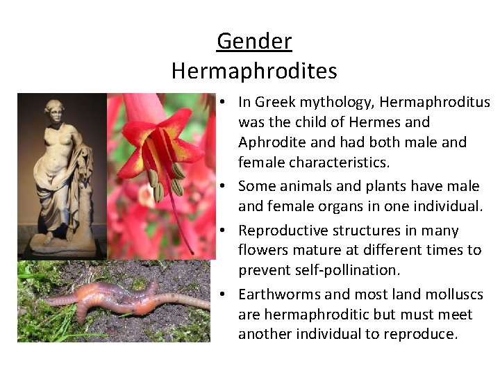 Gender Hermaphrodites • In Greek mythology, Hermaphroditus was the child of Hermes and Aphrodite