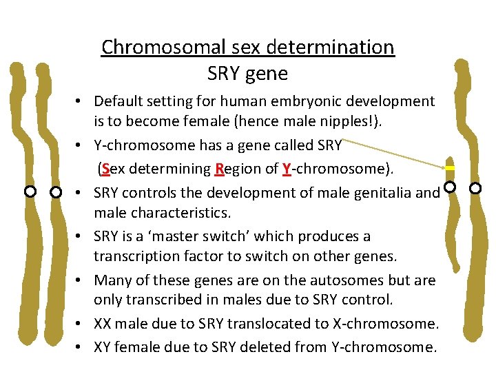 Chromosomal sex determination SRY gene • Default setting for human embryonic development is to