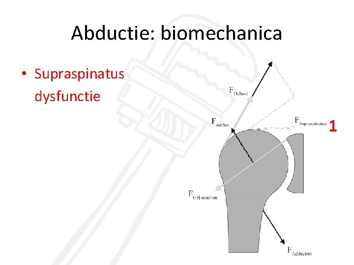 Abductie: biomechanica • Supraspinatus dysfunctie 2 3 1 4 