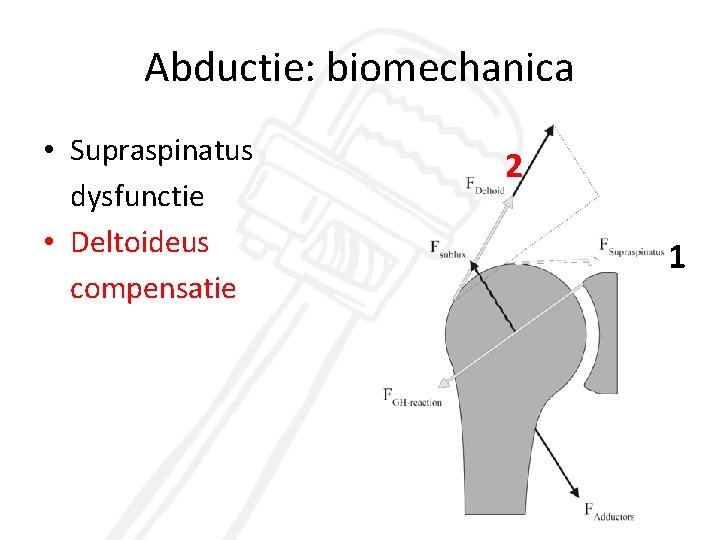 Abductie: biomechanica • Supraspinatus dysfunctie • Deltoideus compensatie 2 3 1 4 