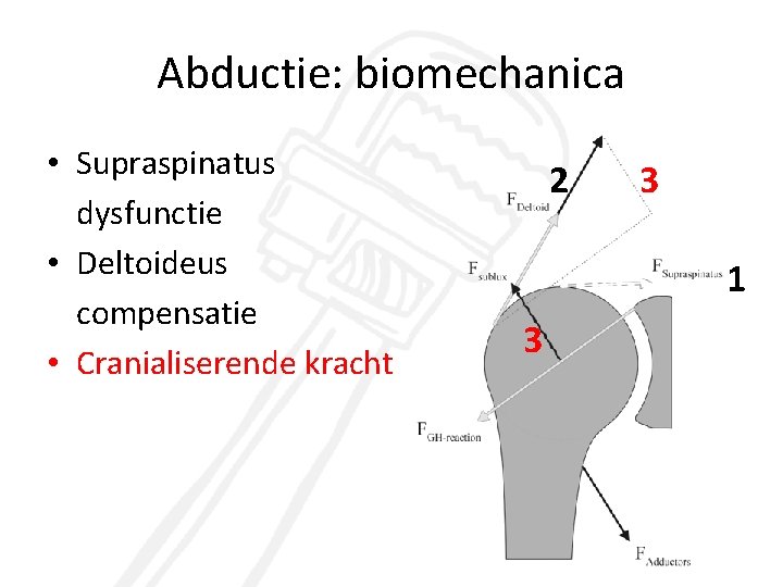 Abductie: biomechanica • Supraspinatus dysfunctie • Deltoideus compensatie • Cranialiserende kracht 2 3 1