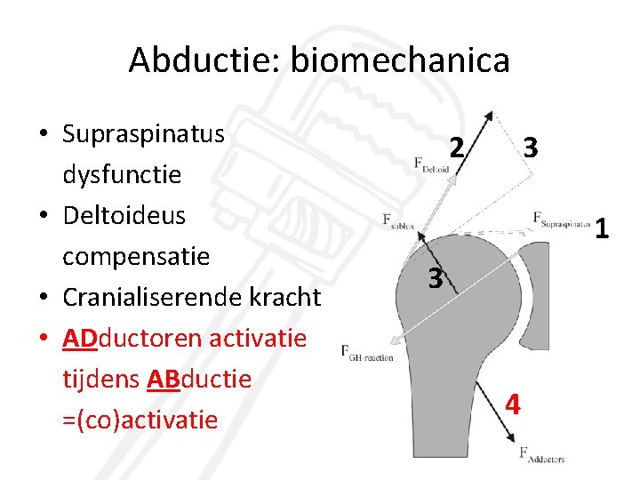 Abductie: biomechanica • Supraspinatus dysfunctie • Deltoideus compensatie • Cranialiserende kracht • ADductoren activatie