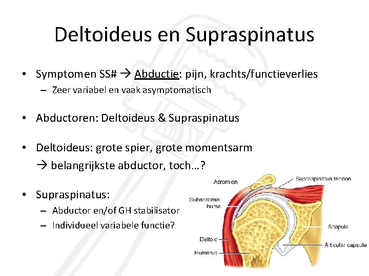 Deltoideus en Supraspinatus • Symptomen SS# Abductie: pijn, krachts/functieverlies – Zeer variabel en vaak