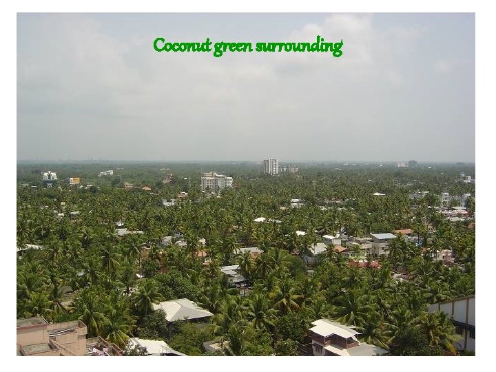 Coconut green surrounding 