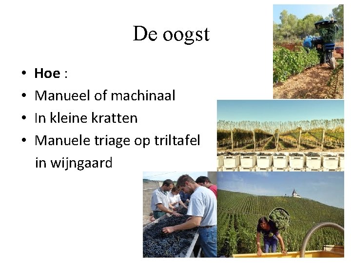 De oogst • • Hoe : Manueel of machinaal In kleine kratten Manuele triage