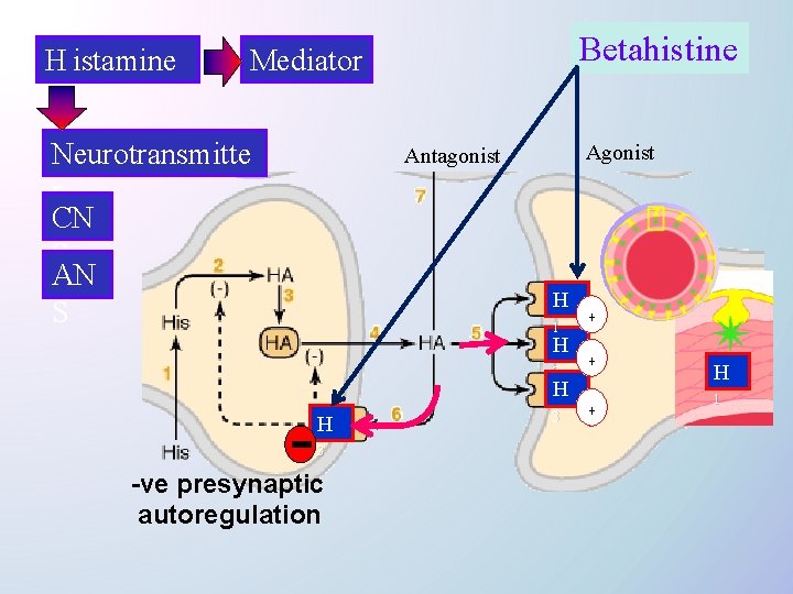 H istamine Betahistine Mediator Neurotransmitte r CN S Agonist Antagonist H 1 H 2