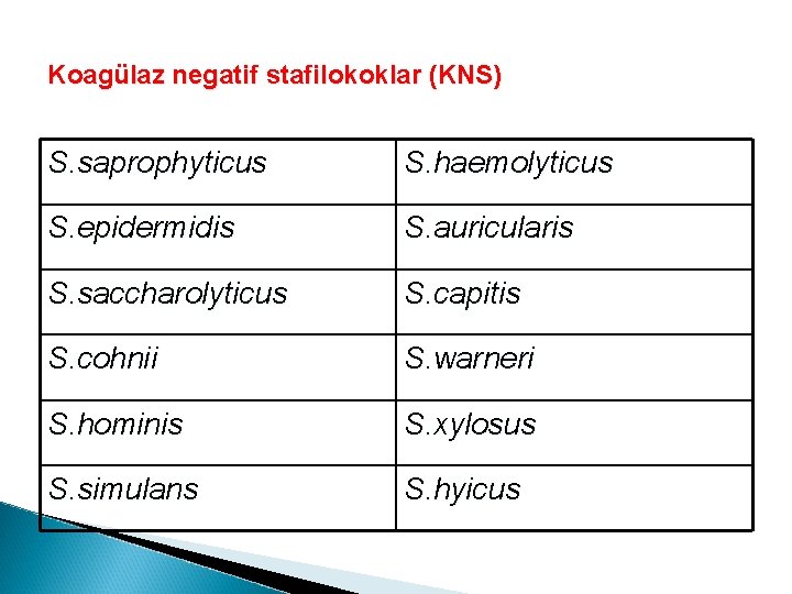 Koagülaz negatif stafilokoklar (KNS) S. saprophyticus S. haemolyticus S. epidermidis S. auricularis S. saccharolyticus