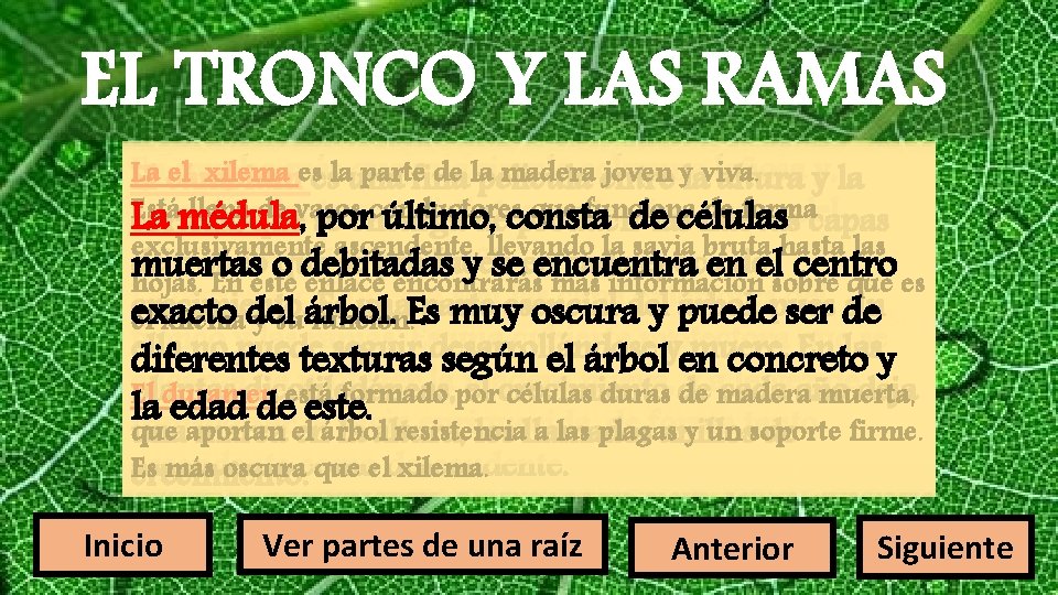 EL TRONCO Y LAS RAMAS En que una simple columna leñosa La elmucho xilemamás