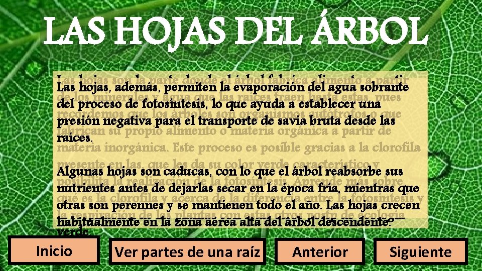 LAS HOJAS DEL ÁRBOL Las la parte donde la el evaporación árbol fabricadel alimento