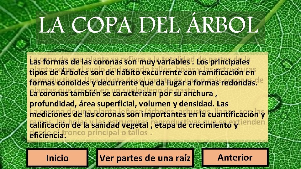 LA COPA DEL ÁRBOL La de una planta se refiere a lavariables totalidad. Los