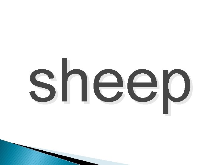 sheep 