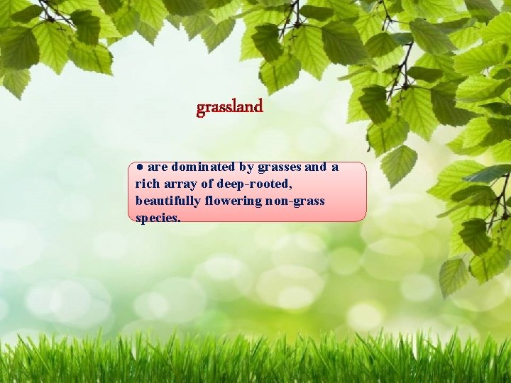 grassland ● are dominated by grasses and a rich array of deep-rooted, beautifully flowering