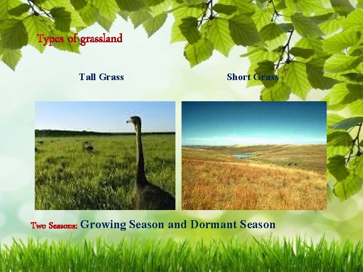 Types of grassland Tall Grass Short Grass Two Seasons: Growing Season and Dormant Season