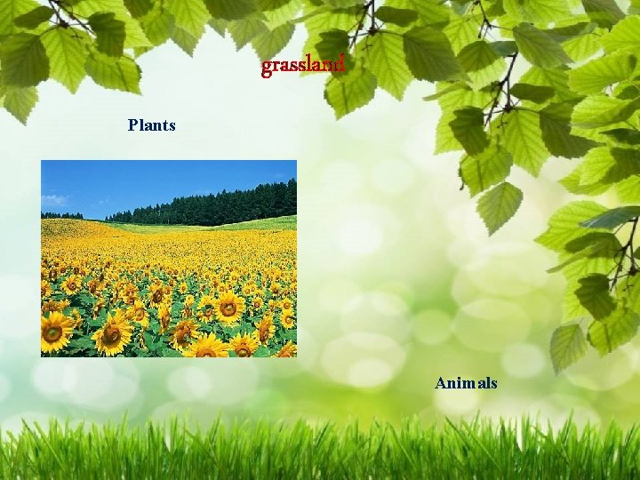 grassland Plants Animals 