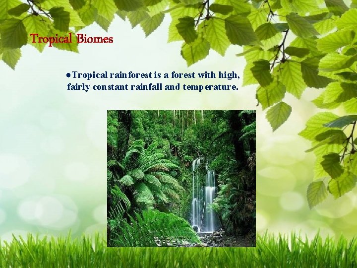 Tropical Biomes ●Tropical rainforest is a forest with high, fairly constant rainfall and temperature.