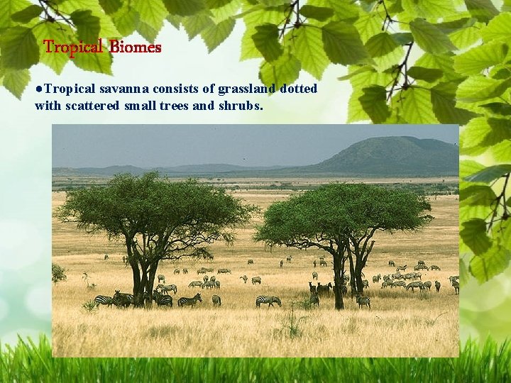 Tropical Biomes ●Tropical savanna consists of grassland dotted with scattered small trees and shrubs.