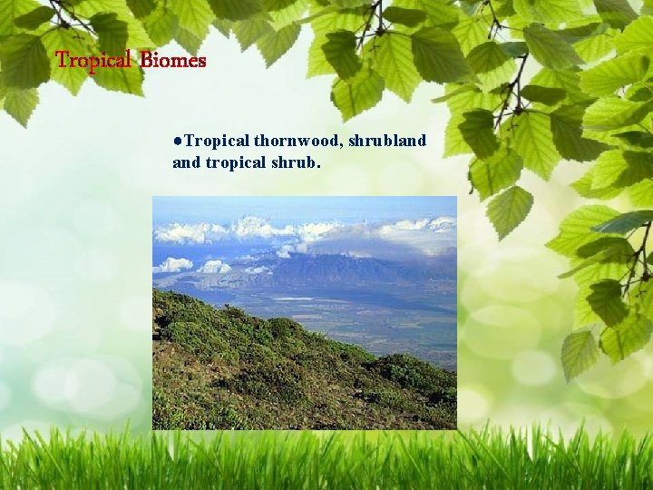 Tropical Biomes ●Tropical thornwood, shrubland tropical shrub. 