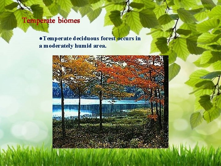 Temperate biomes ●Temperate deciduous forest occurs in a moderately humid area. 