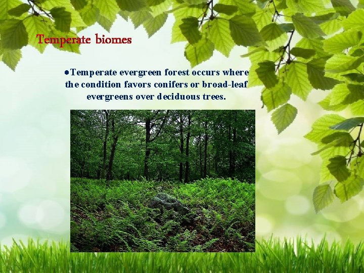 Temperate biomes ●Temperate evergreen forest occurs where the condition favors conifers or broad-leaf evergreens