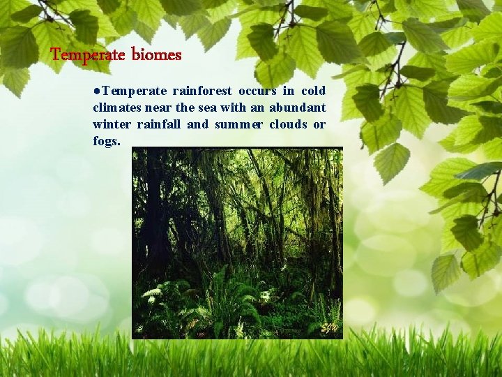 Temperate biomes ●Temperate rainforest occurs in cold climates near the sea with an abundant