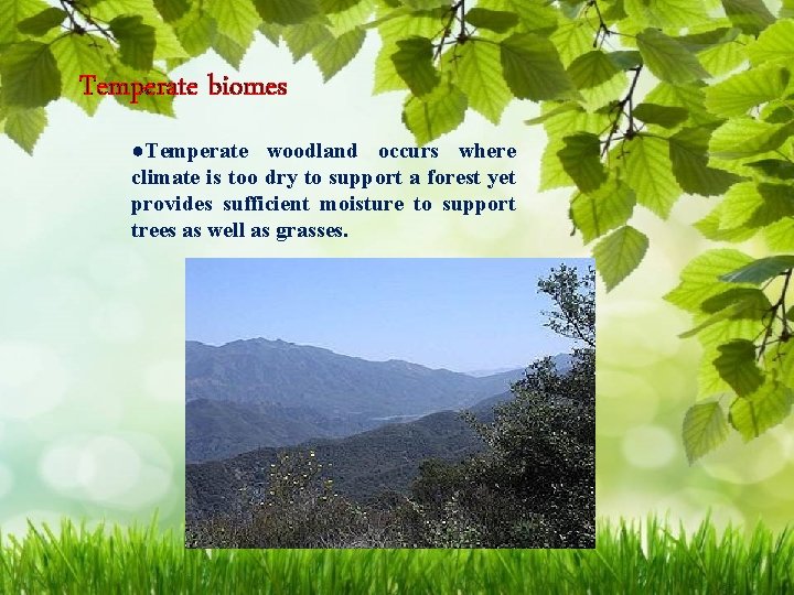 Temperate biomes ●Temperate woodland occurs where climate is too dry to support a forest