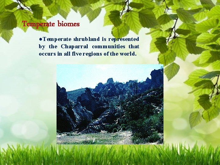 Temperate biomes ●Temperate shrubland is represented by the Chaparral communities that occurs in all