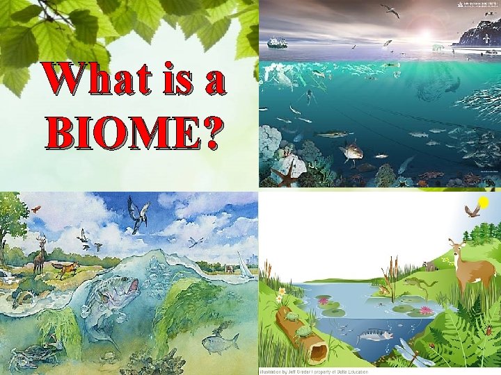 What is a BIOME? 