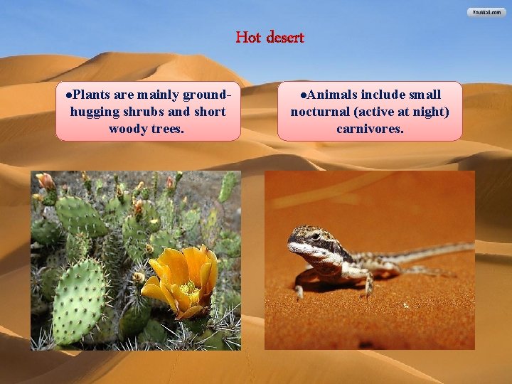 Hot desert ●Plants are mainly ground- ●Animals include small hugging shrubs and short woody