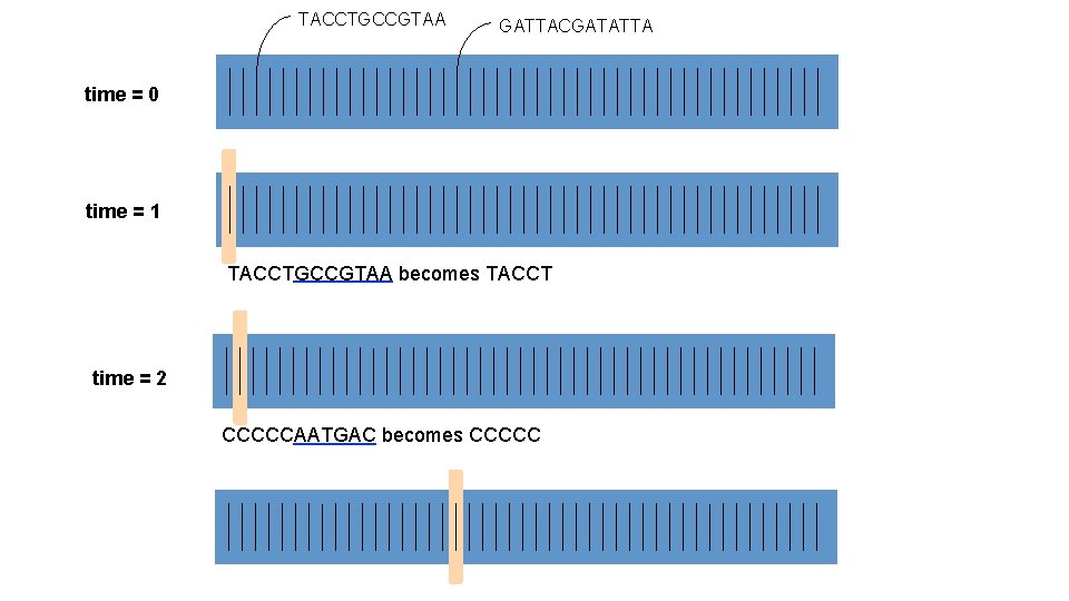 TACCTGCCGTAA GATTACGATATTA time = 0 time = 1 TACCTGCCGTAA becomes TACCT time = 2