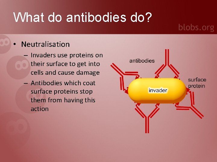 What do antibodies do? • Neutralisation – Invaders use proteins on their surface to