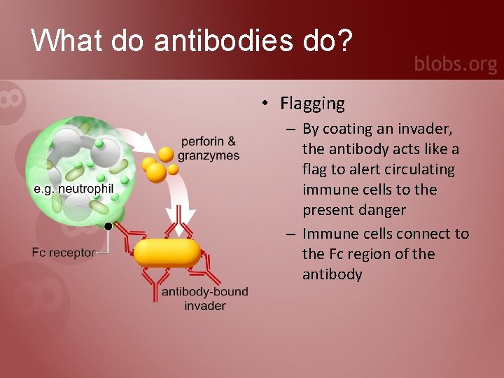 What do antibodies do? • Flagging – By coating an invader, the antibody acts