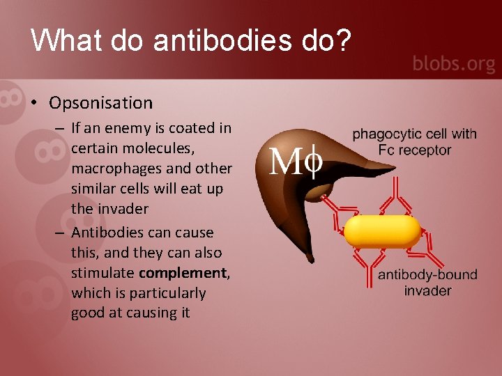 What do antibodies do? • Opsonisation – If an enemy is coated in certain