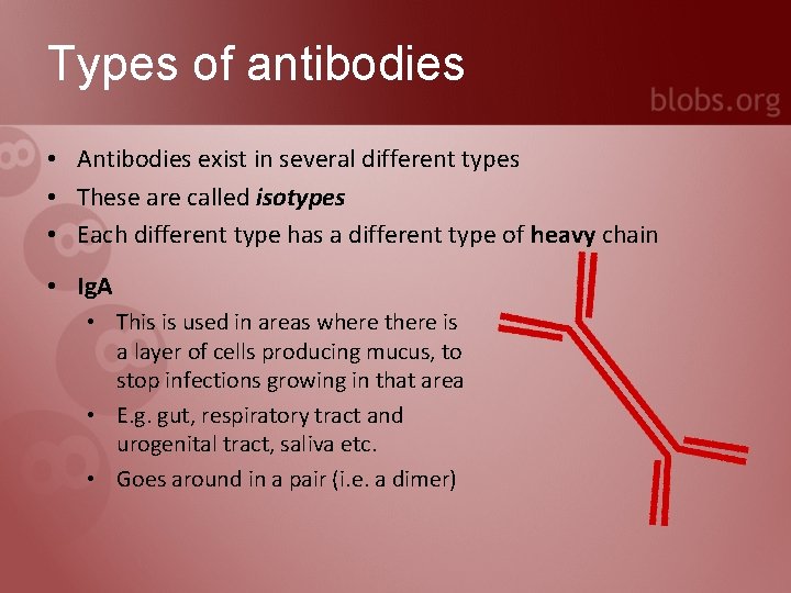 Types of antibodies • Antibodies exist in several different types • These are called
