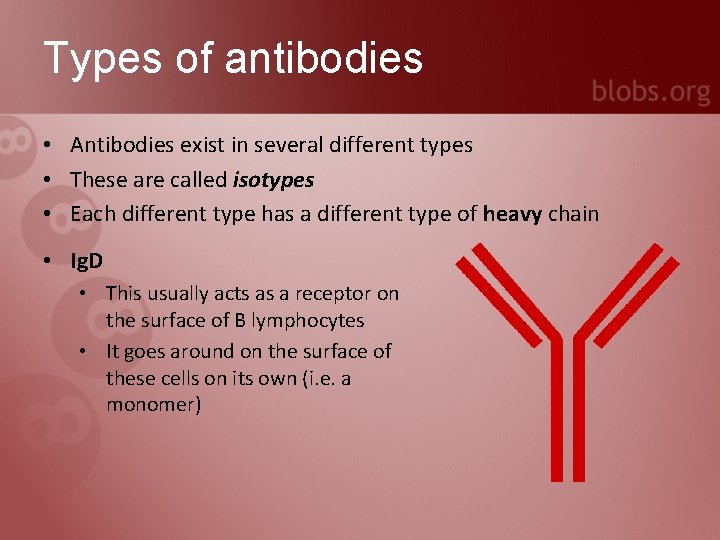 Types of antibodies • Antibodies exist in several different types • These are called