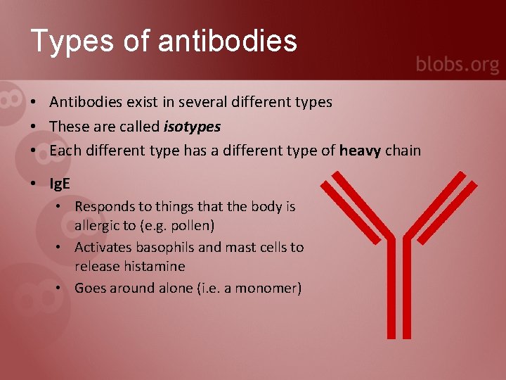 Types of antibodies • Antibodies exist in several different types • These are called