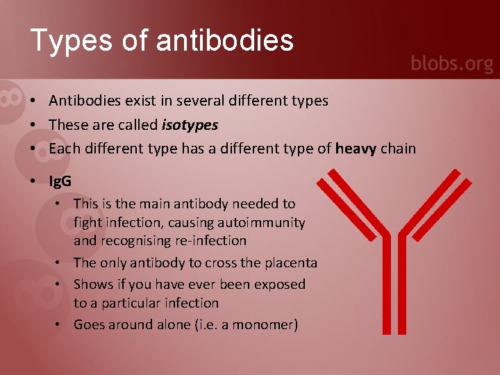 Types of antibodies • Antibodies exist in several different types • These are called