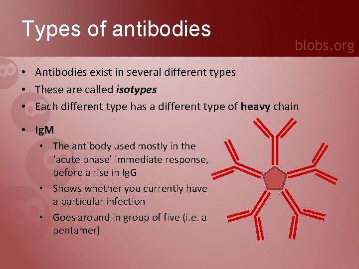 Types of antibodies • Antibodies exist in several different types • These are called