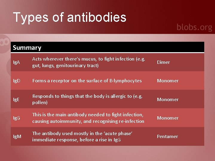 Types of antibodies Summary Ig. A Acts wherever there’s mucus, to fight infection (e.