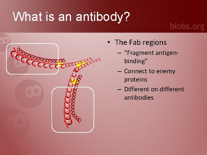 What is an antibody? • The Fab regions – “Fragment antigenbinding” – Connect to
