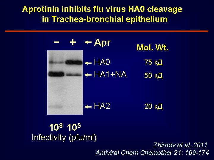 Aprotinin inhibits flu virus HA 0 cleavage in Trachea-bronchial epithelium - + Apr Мol.