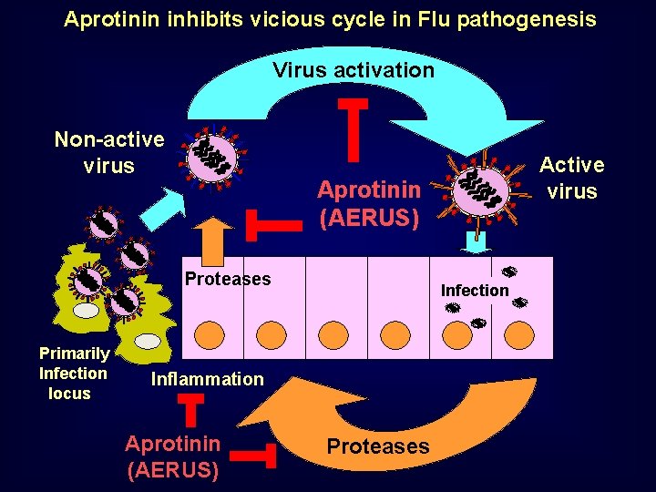 Aprotinin inhibits vicious cycle in Flu pathogenesis Virus activation Non-active virus Aprotinin (АERUS) Proteases