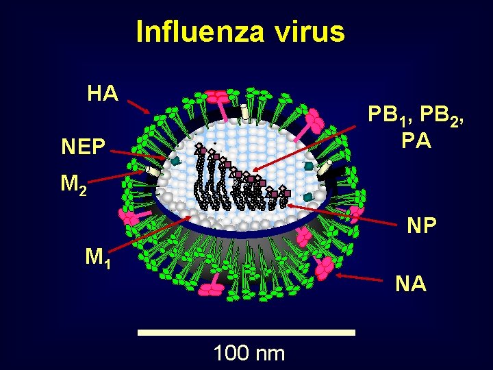 Influenza virus HA PB 1, PB 2, PA NEP M 2 NP M 1