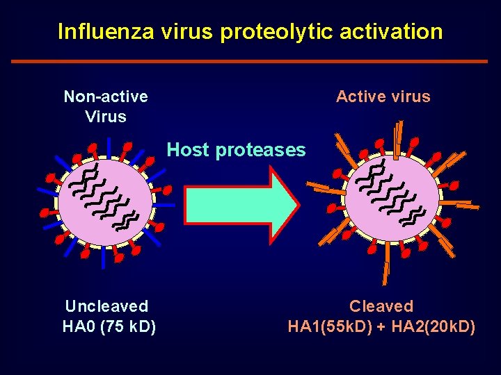 Influenza virus proteolytic activation Non-active Virus Active virus Host proteases Uncleaved HA 0 (75
