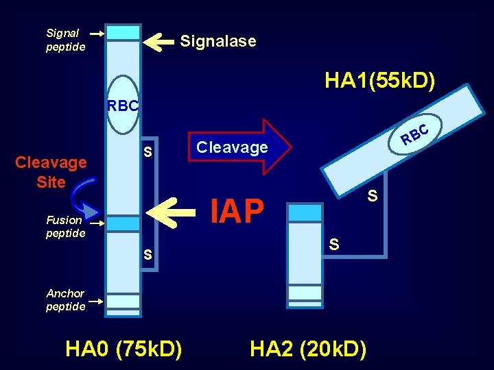 Signal peptide Signalase HA 1(55 k. D) RBC Cleavage Site S C B R