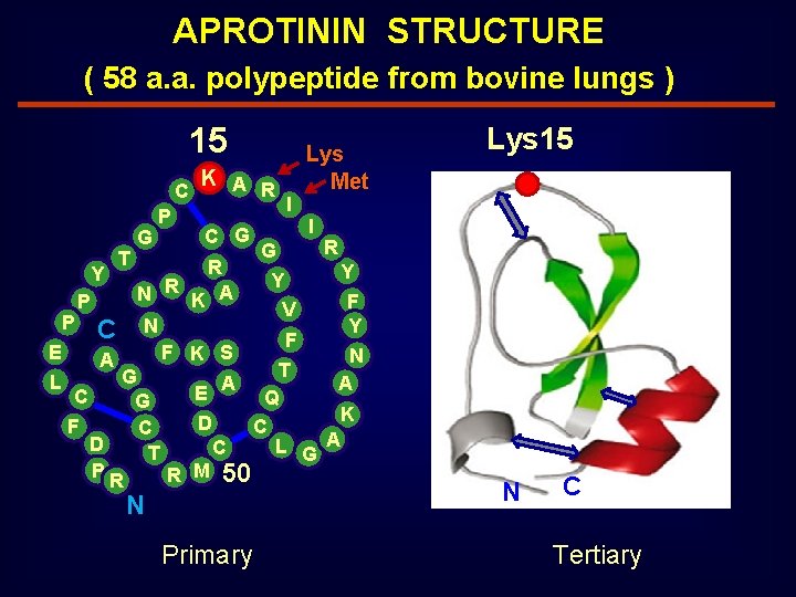  APROTININ STRUCTURE ( 58 a. a. polypeptide from bovine lungs ) 15 C