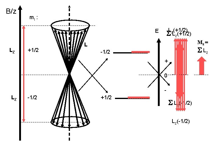 B/z m. I : L (+1/2) E LZ +1/2 S z. Lz(+1/2) Mz =