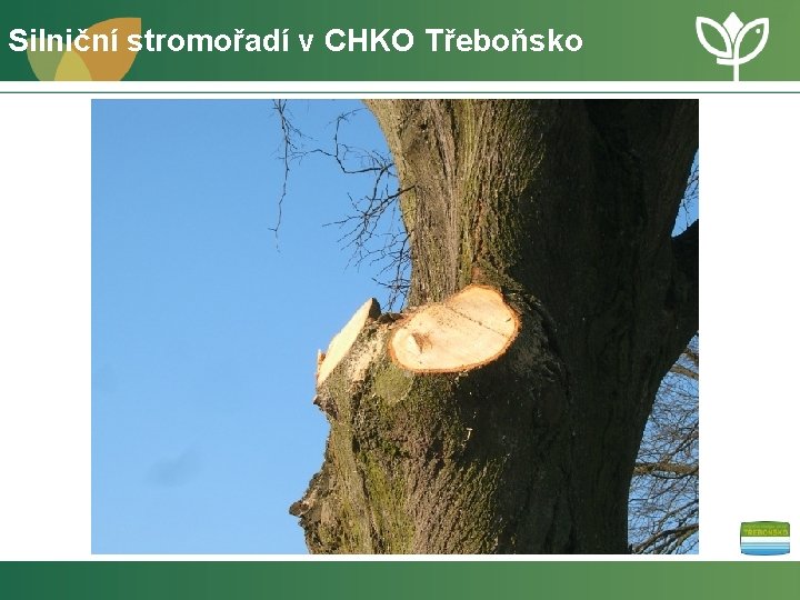 Silniční stromořadí v CHKO Třeboňsko 