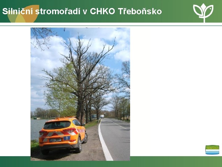 Silniční stromořadí v CHKO Třeboňsko 