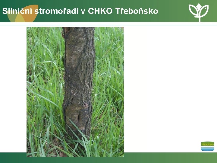 Silniční stromořadí v CHKO Třeboňsko 
